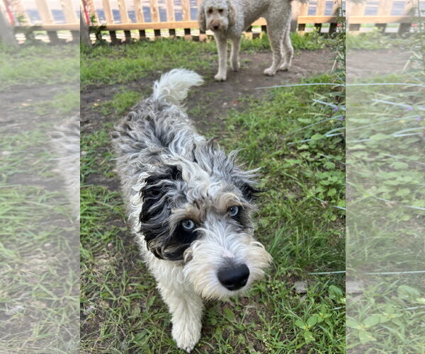 Medium Photo #2 Australian Shepherd-Unknown Mix Puppy For Sale in St. Louis Park, MN, USA