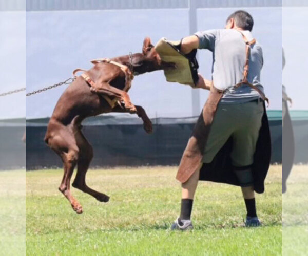 Medium Photo #118 Doberman Pinscher Puppy For Sale in FORT LAUDERDALE, FL, USA