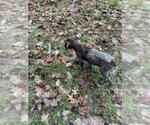 Small Photo #3 German Shorthaired Pointer Puppy For Sale in PRINCETON, IA, USA