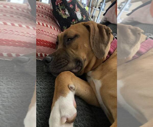 Medium Photo #6 Black Mouth Cur-Unknown Mix Puppy For Sale in Sheboygan, WI, USA