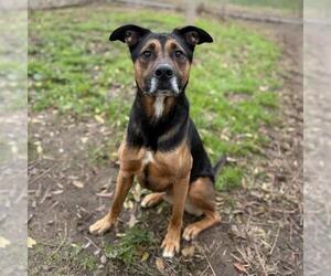 German Shepherd Dog Dogs for adoption in Modesto, CA, USA