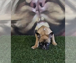 Small Photo #21 French Bulldog Puppy For Sale in BERKELEY, CA, USA