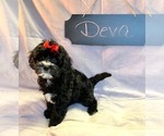 Small Photo #9 Aussiedoodle-Poodle (Miniature) Mix Puppy For Sale in REEDS SPRING, MO, USA