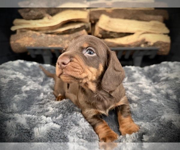 Medium Photo #1 Dachshund Puppy For Sale in ROCKWALL, TX, USA