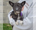 Small #2 Mutt
