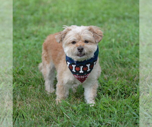 Medium Photo #7 Norfolk Terrier-Unknown Mix Puppy For Sale in Gretna, NE, USA