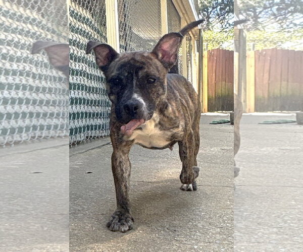 Medium Photo #1 Mutt Puppy For Sale in Wetumpka, AL, USA