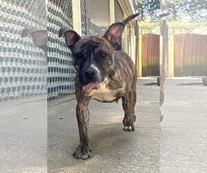 Mutt Dogs for adoption in Wetumpka, AL, USA