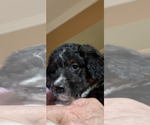 Puppy Lily Miniature Australian Shepherd-Poodle (Standard) Mix