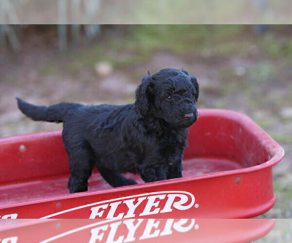 Medium Photo #2 Pyredoodle Puppy For Sale in EATONTON, GA, USA