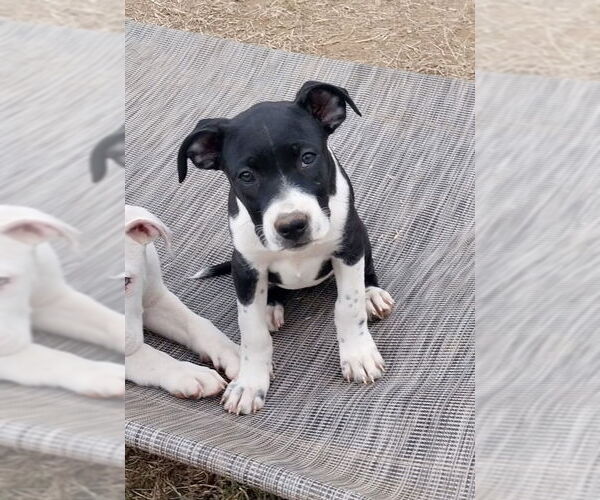 Medium Photo #4 Boxer-Unknown Mix Puppy For Sale in Mooresville, NC, USA