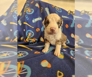 Miniature Bernedoodle Puppy for sale in MOUNTVILLE, PA, USA