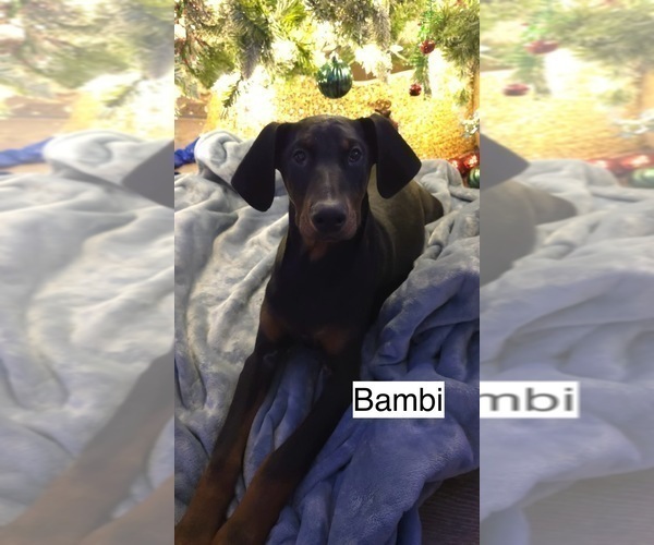 Medium Photo #1 Doberman Pinscher Puppy For Sale in POMEROY, OH, USA