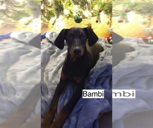 Doberman Pinscher Puppy for sale in POMEROY, OH, USA