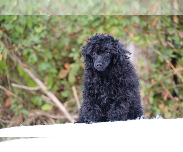 Medium Photo #43 Poodle (Toy) Puppy For Sale in DYERSBURG, TN, USA