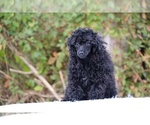 Small #42 Poodle (Toy)