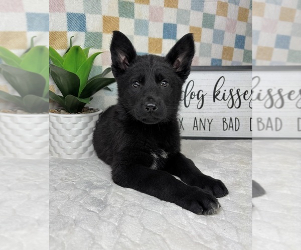 Medium Photo #3 German Shepherd Dog Puppy For Sale in FRANKLIN, IN, USA