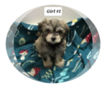 Puppy Girl 1 Morkie