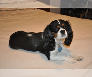 Mother of the Cavalier King Charles Spaniel puppies born on 12/01/2020