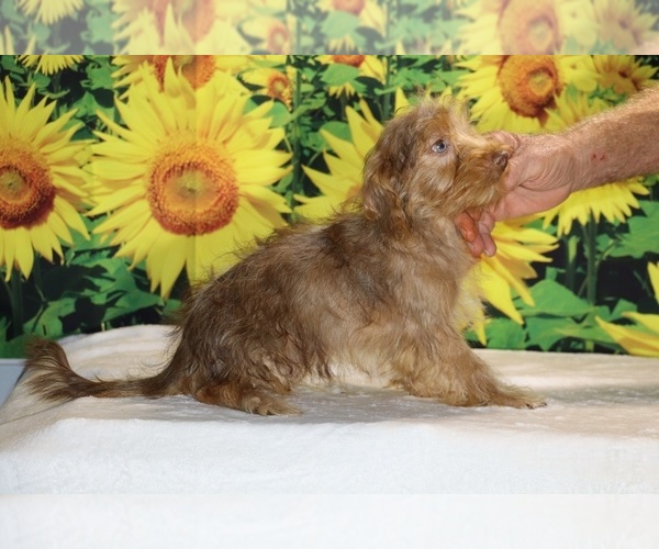 Medium Photo #12 Yorkiepoo mix (+ Poodle Toy) Puppy For Sale in DYERSBURG, TN, USA