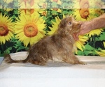 Colt - Male Yorkiepoo mix (+ Poodle Toy) Puppy for Sale - Photo #12