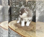 Small #19 Pomsky