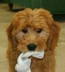 Small Photo #27 Goldendoodle Puppy For Sale in WOLCOTT, IN, USA