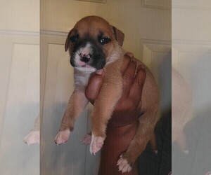 American Bulldog-Great Dane Mix Puppy for sale in HATTIESBURG, MS, USA