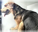 Small #1 Labrador Retriever Mix