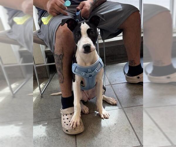 Medium Photo #1 Mutt Puppy For Sale in San Antonio, TX, USA