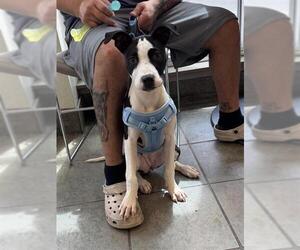 Mutt Dogs for adoption in San Antonio, TX, USA