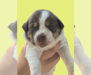 Mutt Dogs for adoption in Rockville, MD, USA