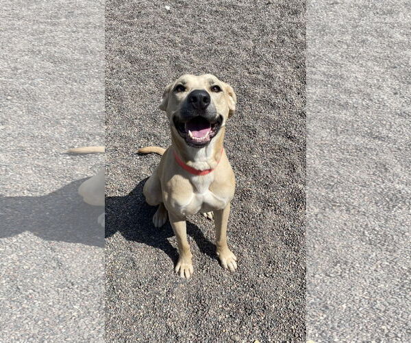 Medium Photo #4 Mutt Puppy For Sale in Webster, WI, USA