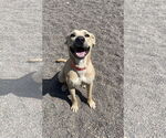 Small #3 Mutt