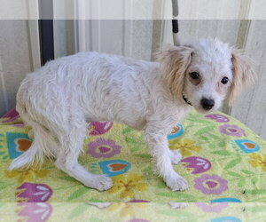 Captain - Male Bichpoo Dog for Adoption - Photo #2