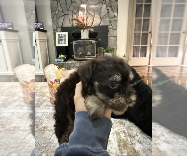 Medium Photo #2 Schnoodle (Miniature) Puppy For Sale in DINWIDDIE, VA, USA