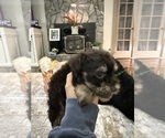 Small #1 Schnoodle (Miniature)