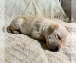 Small Photo #165 Labrador Retriever Puppy For Sale in HIGH POINT, NC, USA