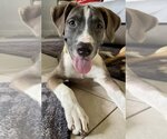 Small Photo #10 American Bulldog-Labrador Retriever Mix Puppy For Sale in Tampa, FL, USA