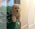 Small #2 Poochon
