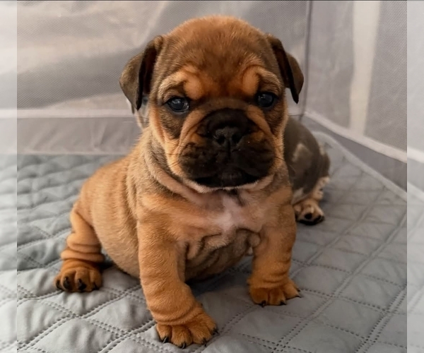 Medium Photo #1 English Bulldog Puppy For Sale in GAS CITY, IN, USA