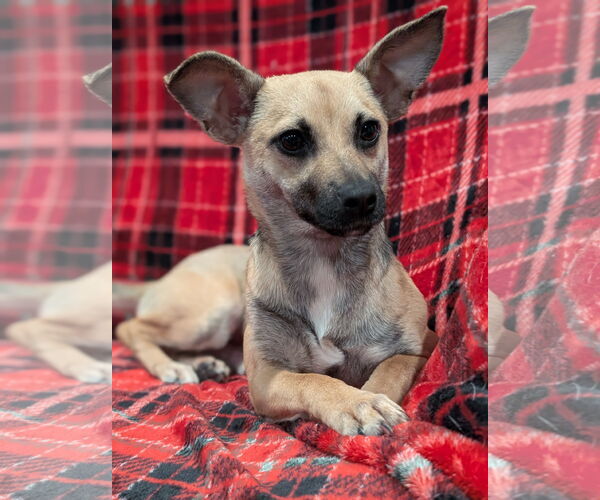 Medium Photo #1 Mutt Puppy For Sale in Oakhurst, NJ, USA