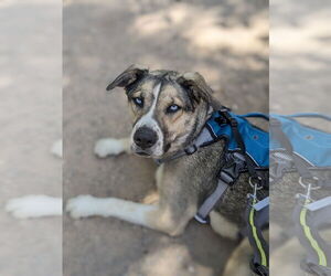 Siberian Husky-Unknown Mix Dogs for adoption in Cedar Crest, NM, USA