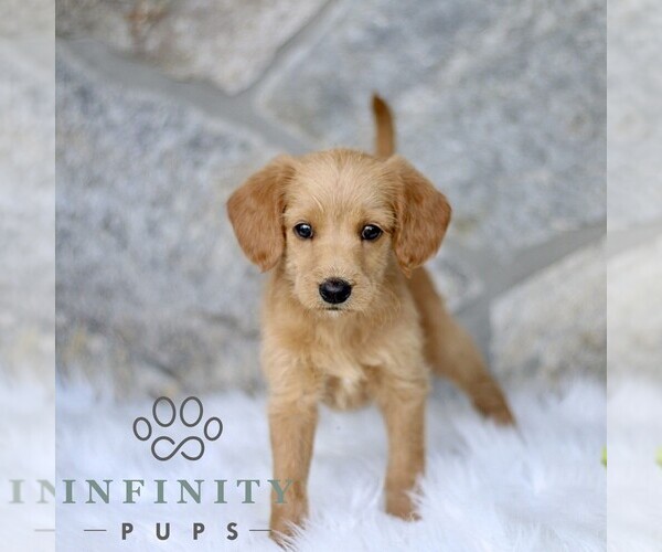 Medium Photo #3 Miniature Labradoodle Puppy For Sale in BIRD IN HAND, PA, USA