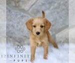 Small #2 Miniature Labradoodle