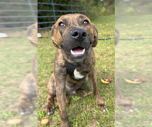 Moby - Male Mutt Dog for Adoption