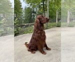 Small Photo #1 Golden Irish Puppy For Sale in CARO, MI, USA