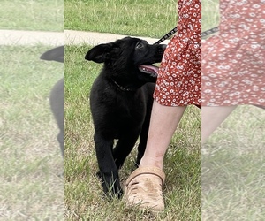 German Shepherd Dog Puppy for sale in WACO, TX, USA