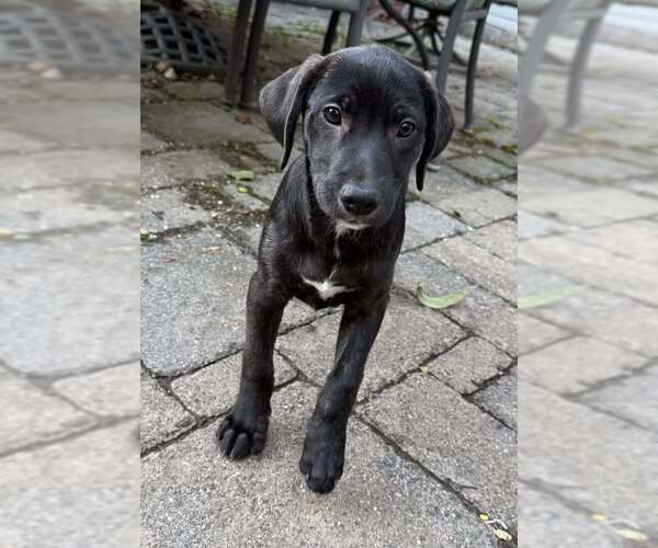 Medium Photo #3 Labrador Retriever-Unknown Mix Puppy For Sale in Mechanicsburg, PA, USA