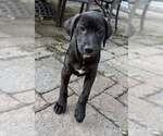 Small #2 Labrador Retriever Mix